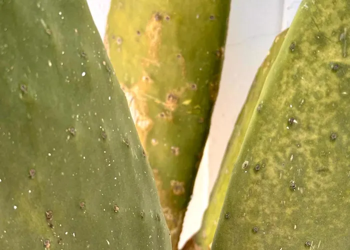 Вилла Paradisos